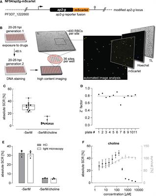 Revisiting the Effect of Pharmaceuticals on Transmission Stage Formation in the Malaria Parasite Plasmodium falciparum